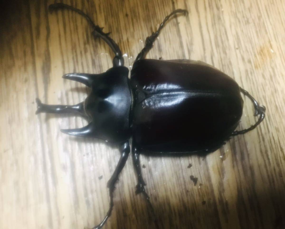 レックスゾウカブト（旧アクティオンゾウカブト）♀単品 008