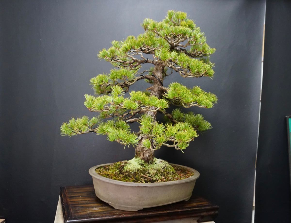 五葉松 五葉松盆栽 葉性抜群 盆栽鉢 寺畑陶園 真山造 釘堀 |