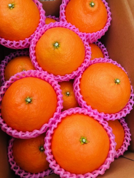 【5箱限定】大きいマドンナ３Ｌサイズ 美味！！愛果28号（紅まどんな）