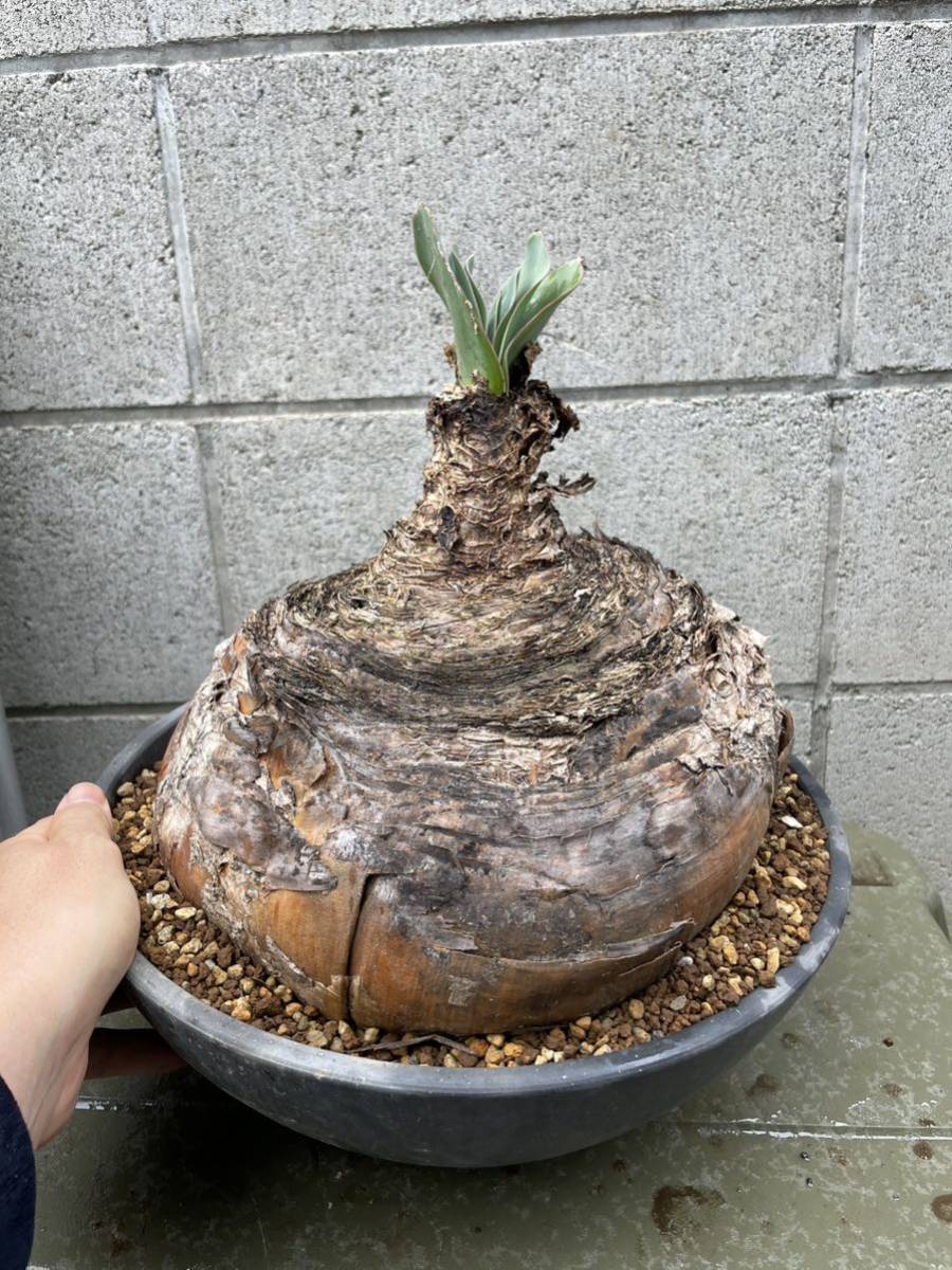 セ*道様 K11「球根植物」ブーファン ハエマンソイデス 産地株