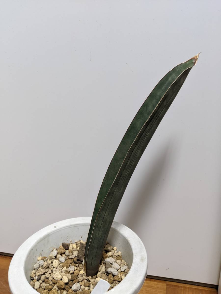 ★★★　サンスベリア　Ｒ2470　スーパーピンクバット　　★★★