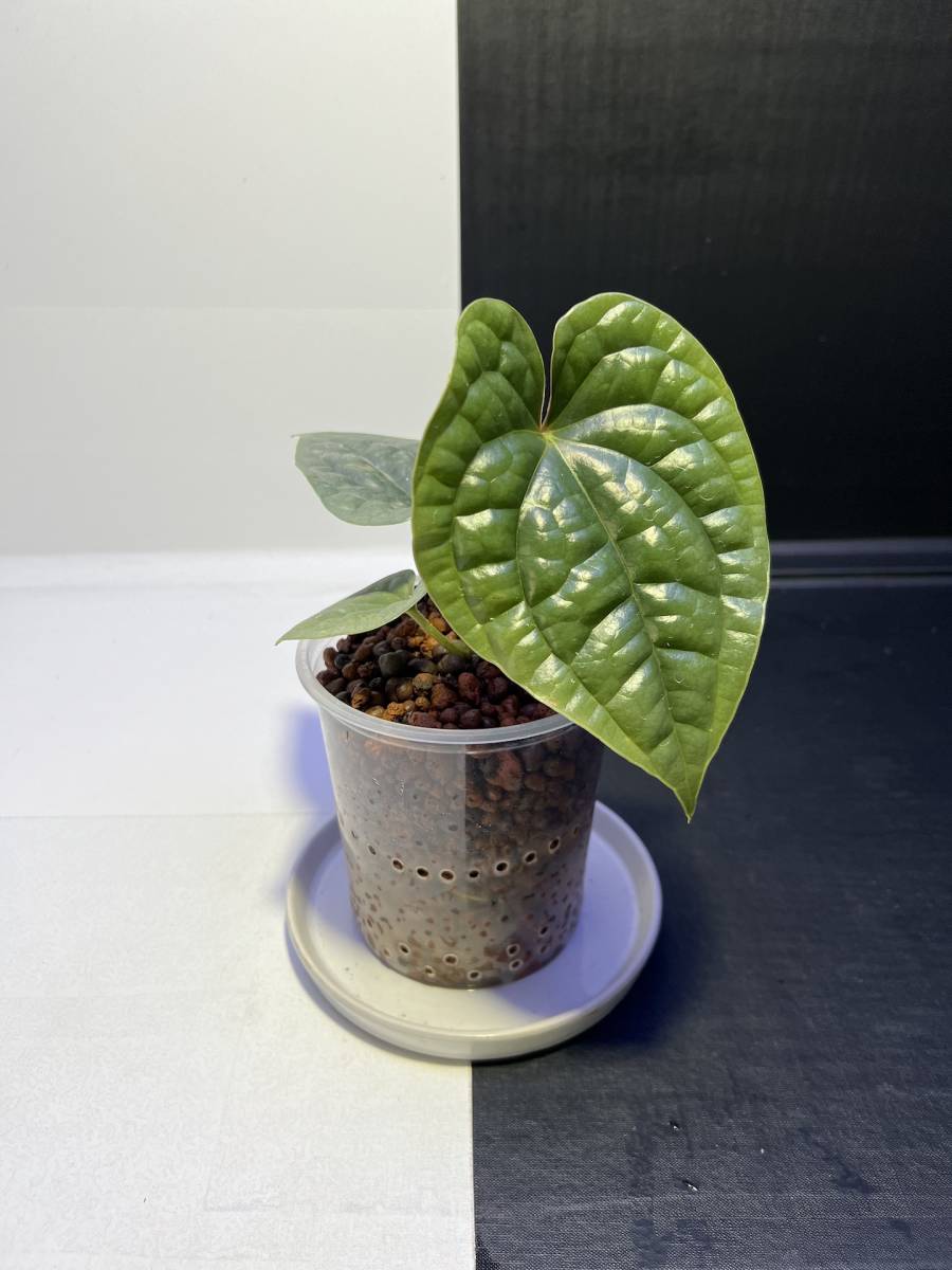 アンスリウム ルクスリアンス | Anthurium luxurians | アロカシア