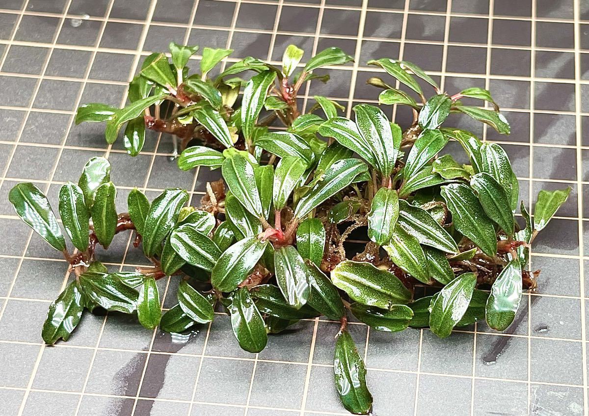 水草 ブセファランドラ sp レッドミニファントム 群生株 水草