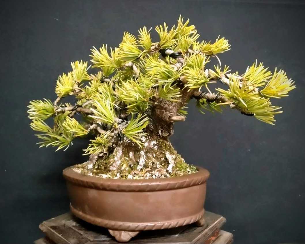 八房五葉松(あけぼの) 八房五葉松(あけぼの) - 八房品種曙アケボノ