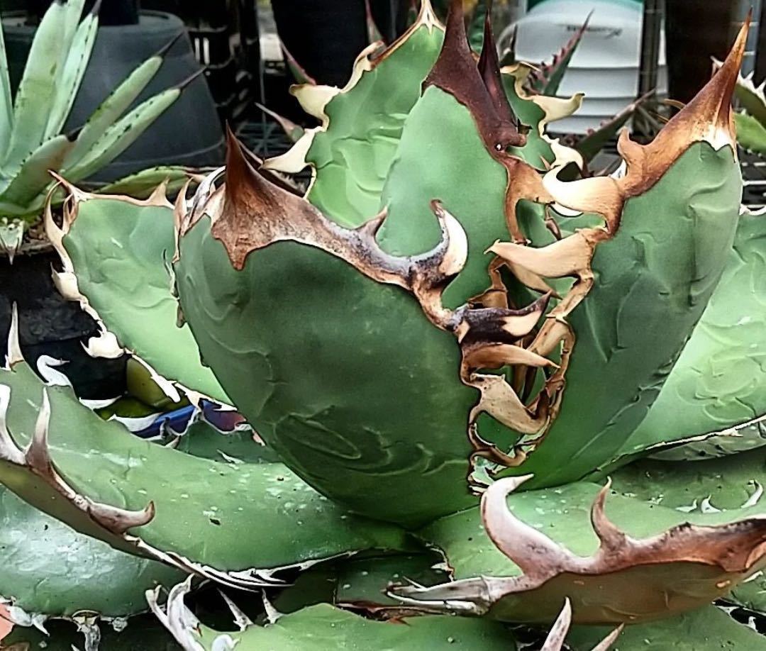 アガベ・チタノタ