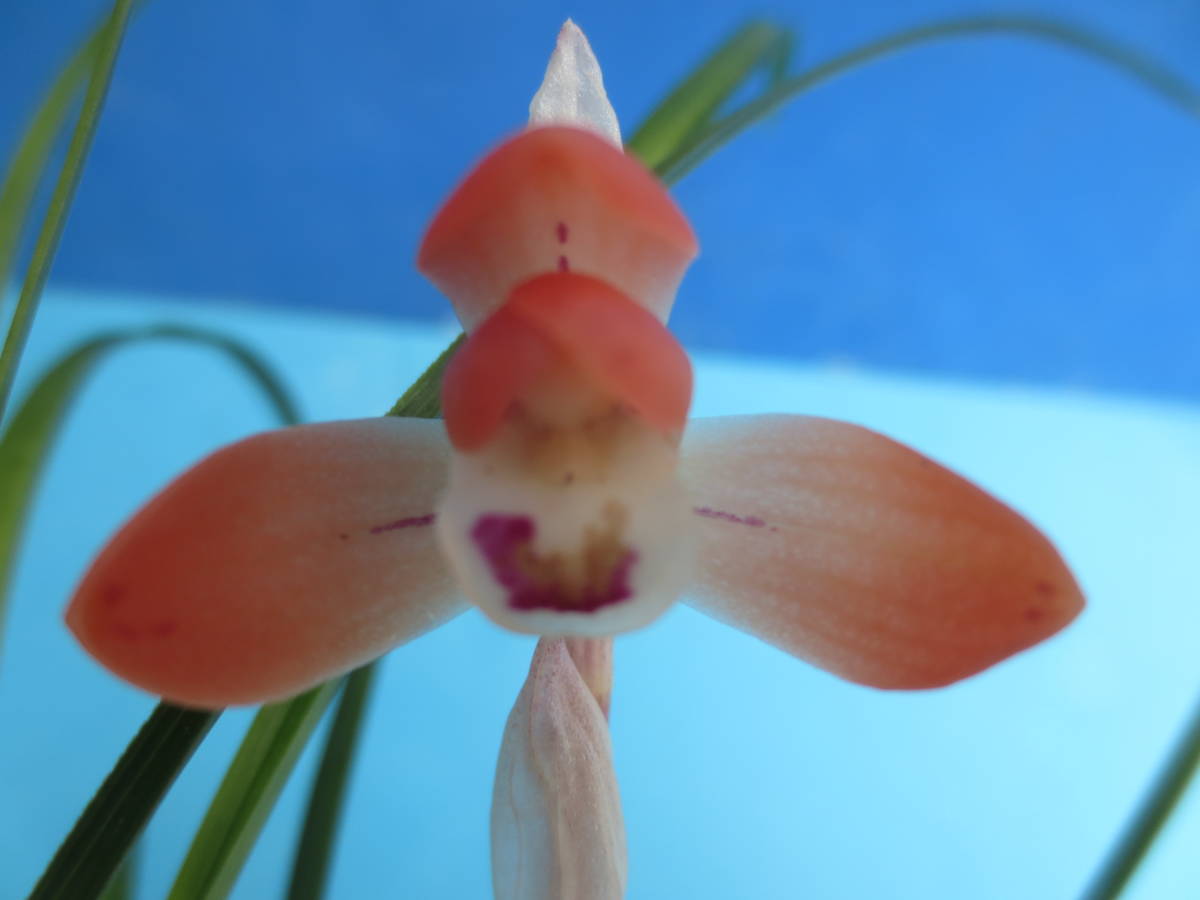 ◎★日本春蘭◆丸弁濃紅赤色小花美麗花【人気優良品種『 ＝ 女　　　雛　= 』良木 １本】最長葉 ２０㎝◆寒蘭/東洋蘭/雪割草/野生蘭 ◎★◎