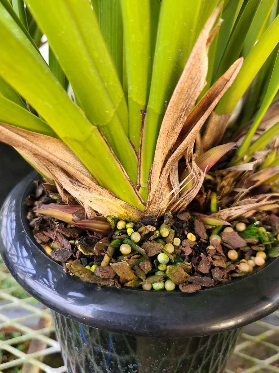 ミスマフェット。花芽2個。5鉢セット。蜜蜂誘引蘭 キンリョウヘン品種