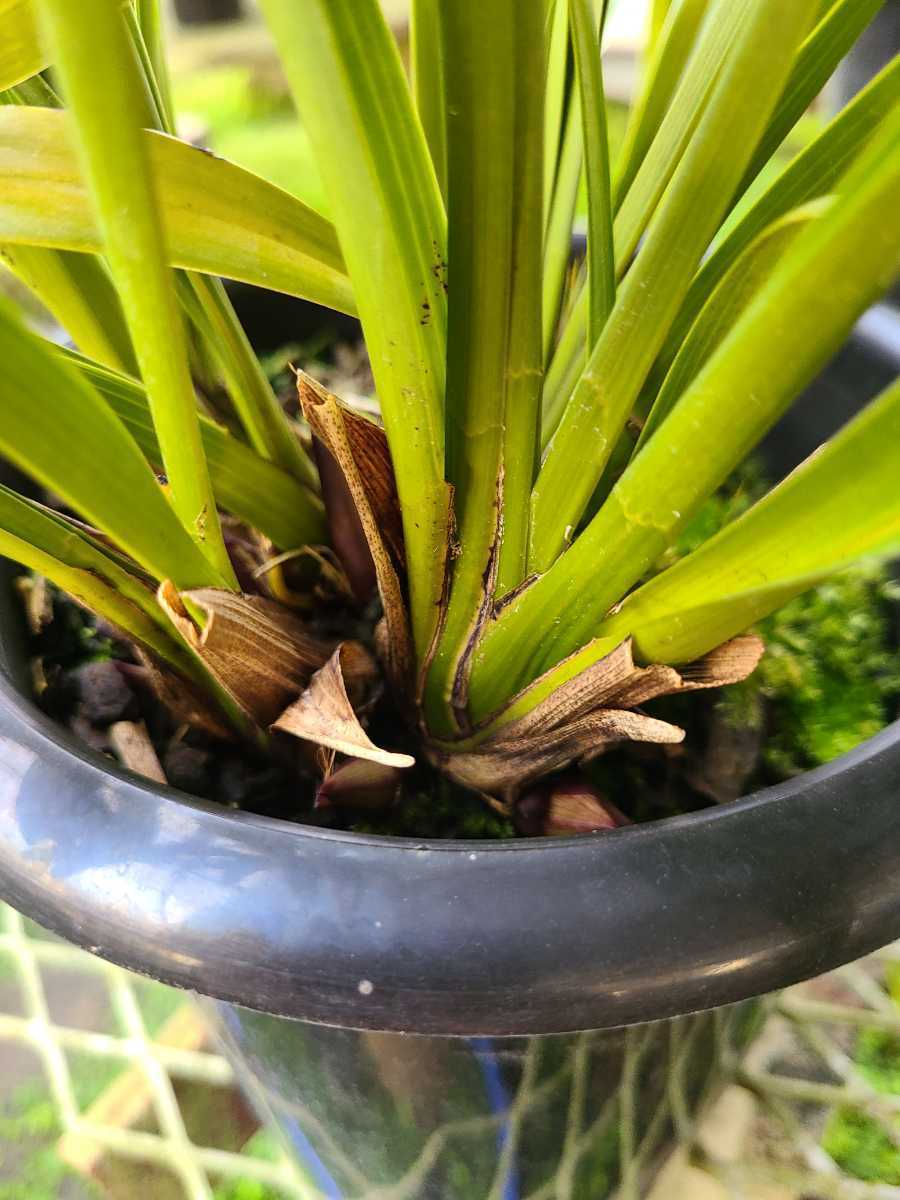 花芽5個 5.5寸 ミスマフェット 蜜蜂誘引蘭 農園直送 日本蜜蜂(ラン)｜