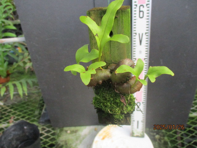 Lecanopteris crustacea レカノプテリス アリ植物 胞子苗（2）