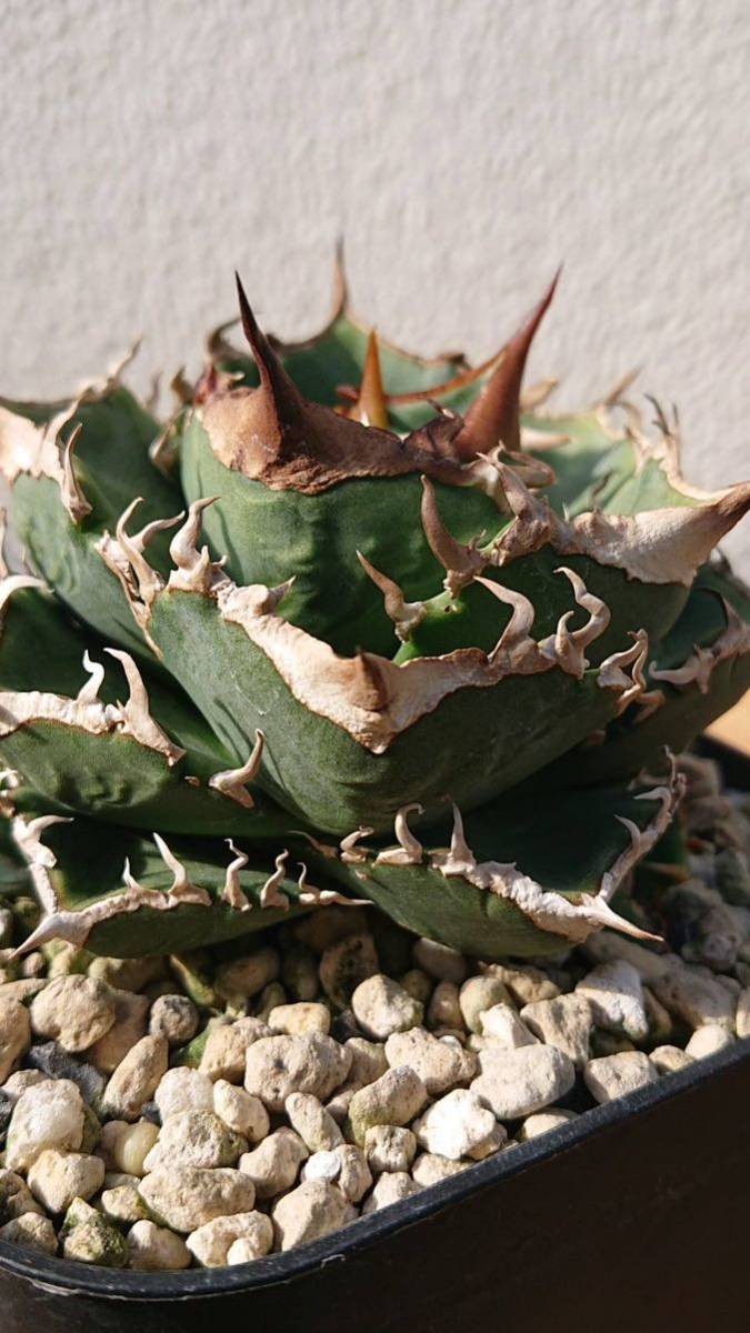 Agave Titanota CJspecial 中株 長期育成株 Agave Titanota CJspecial