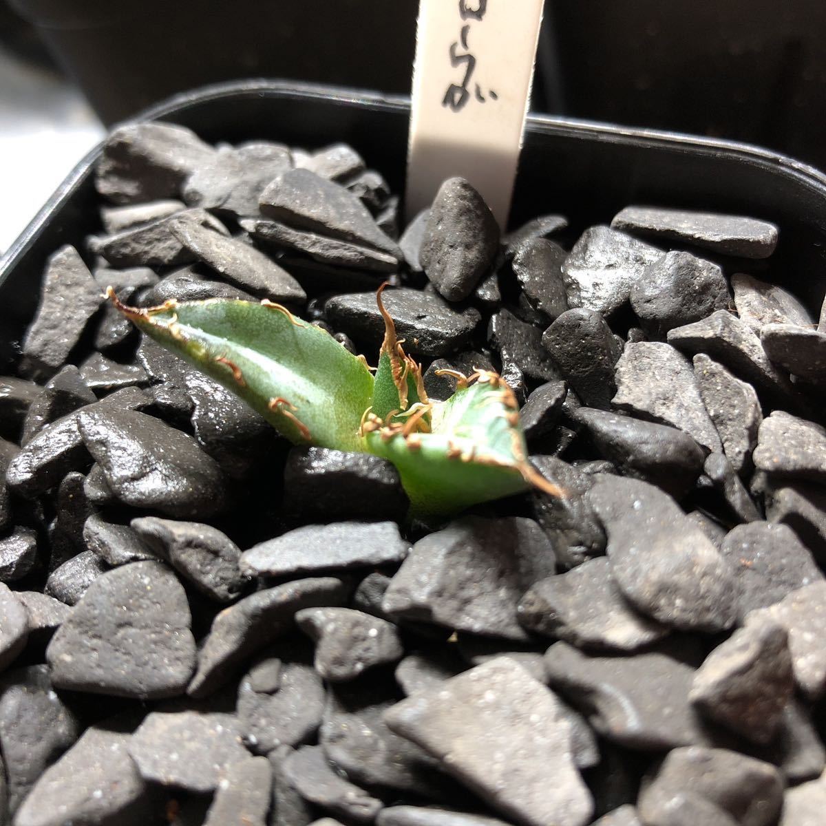 【発根済みウタダ産②】狼牙　ロウガ　狂刺　アガベ　チタノタ