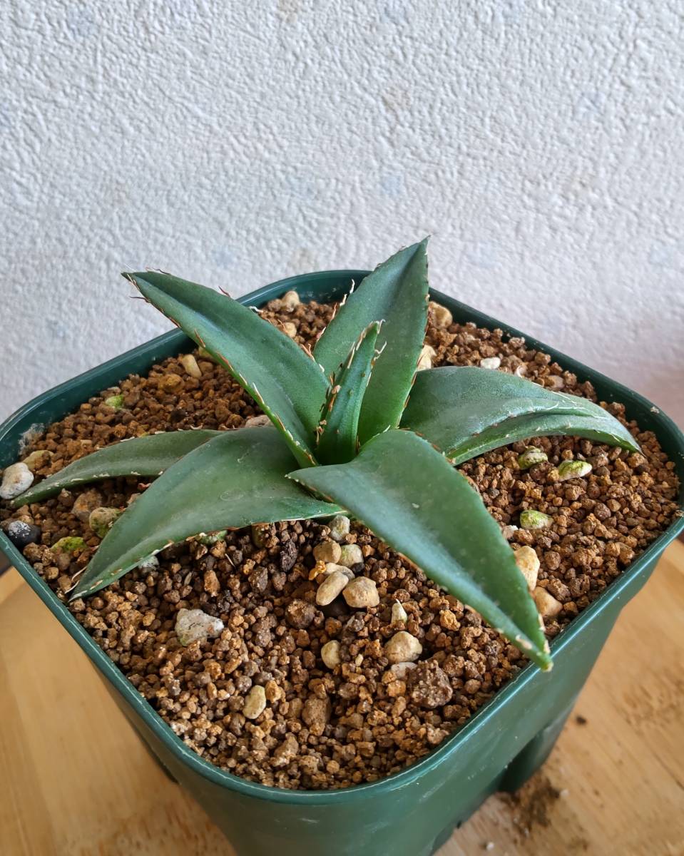 アガベ氷山 短葉コンパクト｜観葉植物 