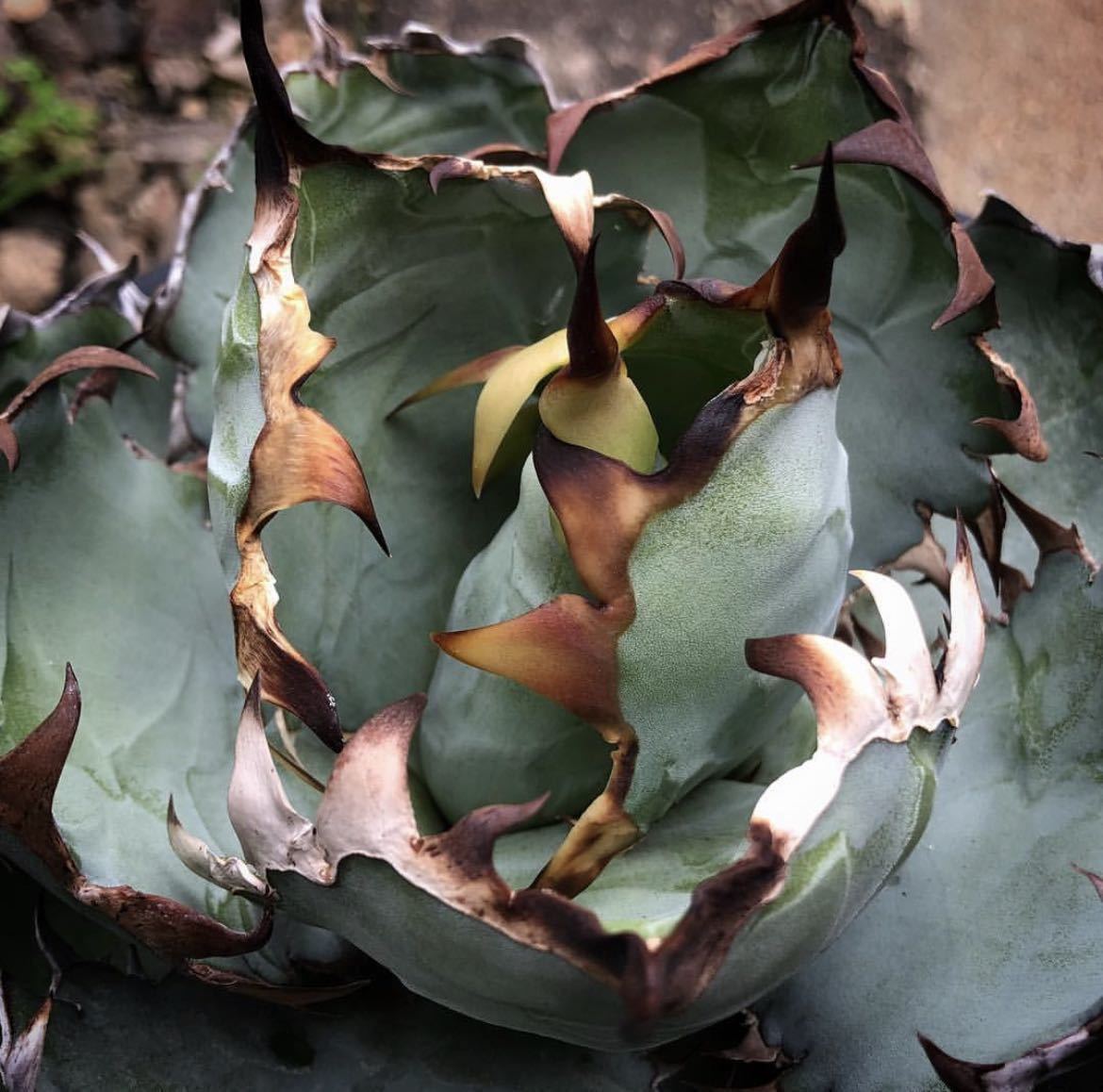 アガベ チタノタ ' ブルーボール ' (ブラック&ブルー) agave titanota ' Blue Ball ' (Black and blue) 25