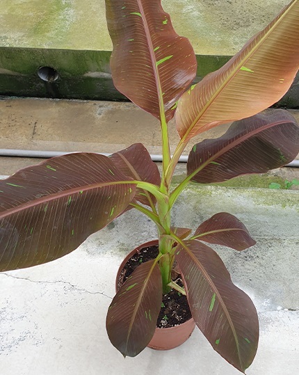 Musa Saim Ruby②　　@bikamori.com ムサ・サイアム・ルビー 斑入り