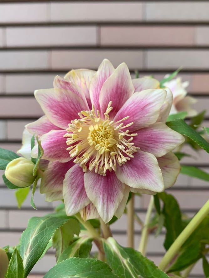 広瀬園芸☆クリスマスローズ☆5号鉢☆入手困難 【公式通販