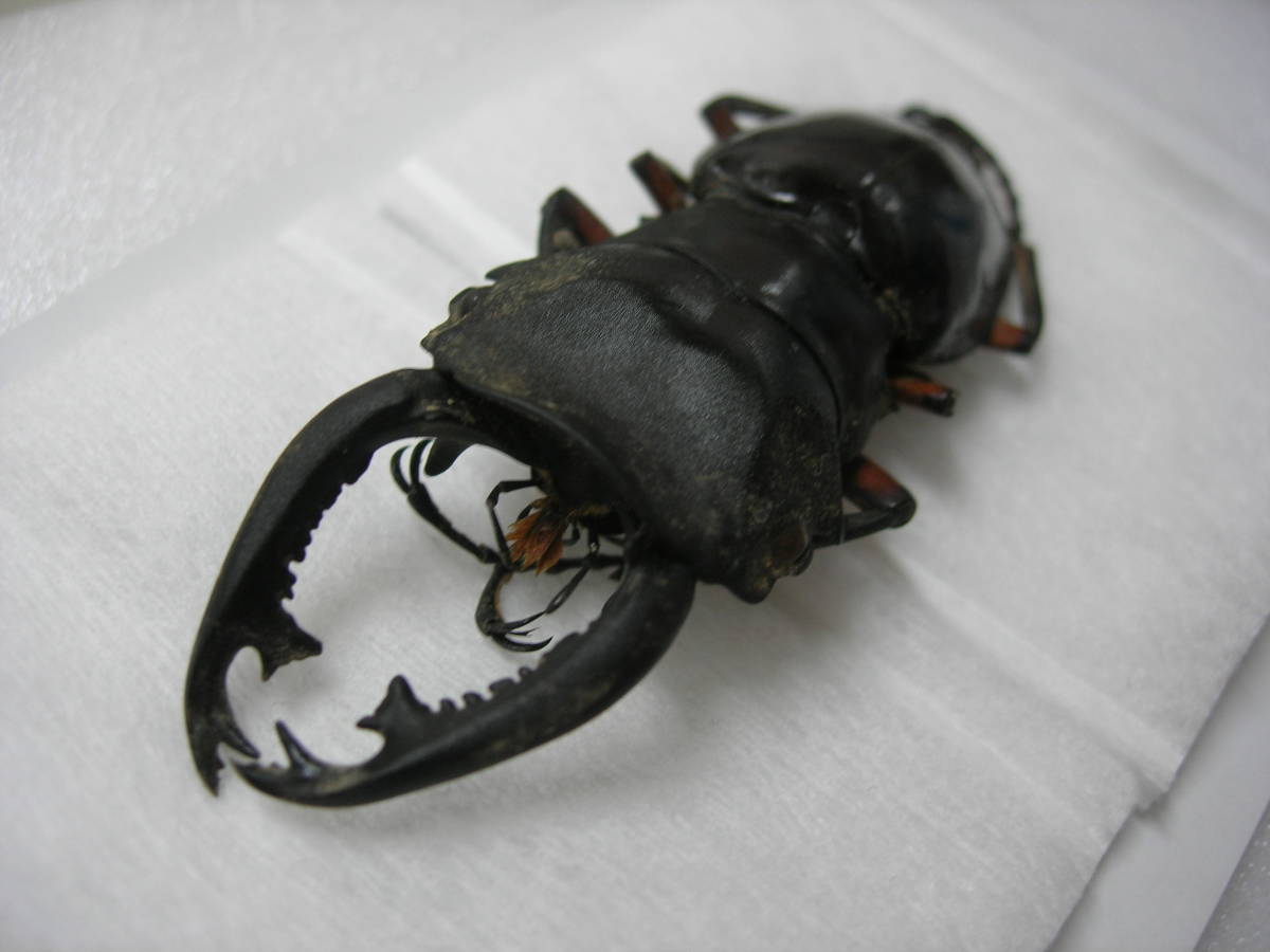 【標本】インペリアリスツヤクワガタ　パラワン島産　69.1ミリ　野外品 インペリアリスツヤクワガタ imperialis (パラワン島亜種) 昆虫標本
