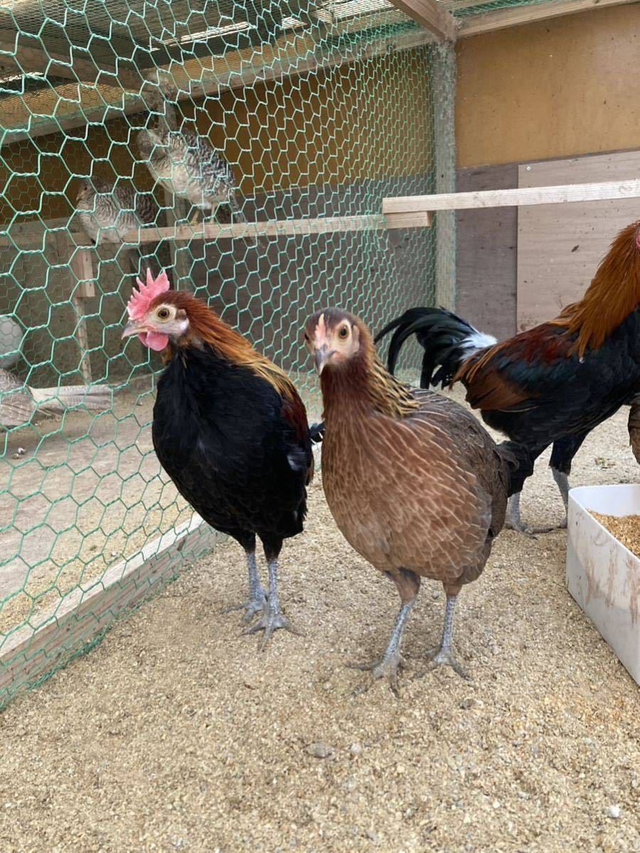 アイガモ有精卵 【3個＋割れ保証1個】 有精卵 食用 - 合鴨有精卵(アヒル)６個｜Yahoo!フリマ（旧PayPayフリマ） ３ 純白コールダック有精卵