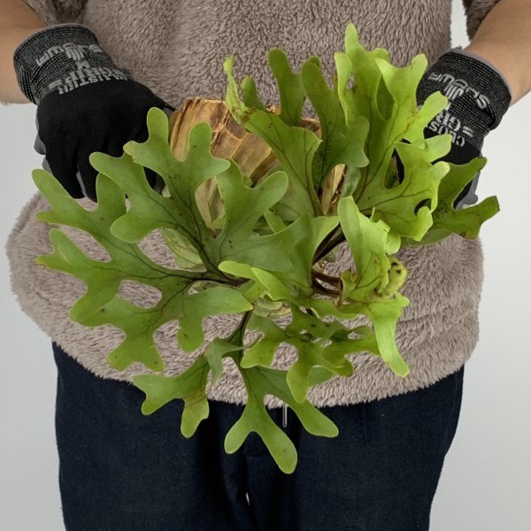 Y118 Platycerium ridleyi WILD (プラティケリウム・リドレイ)【02.01輸入・中部カリマンタン・パランカラヤ・抜き苗】