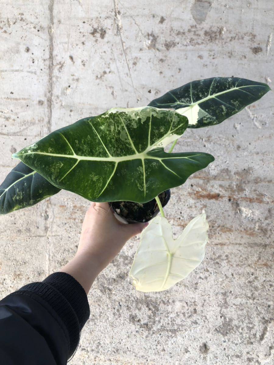 【極斑ボリュームあり】アロカシア　グリーンベルベット　斑入り／Alocasia micholitziana 'Green vervet' variegated 花、園芸 観葉植物