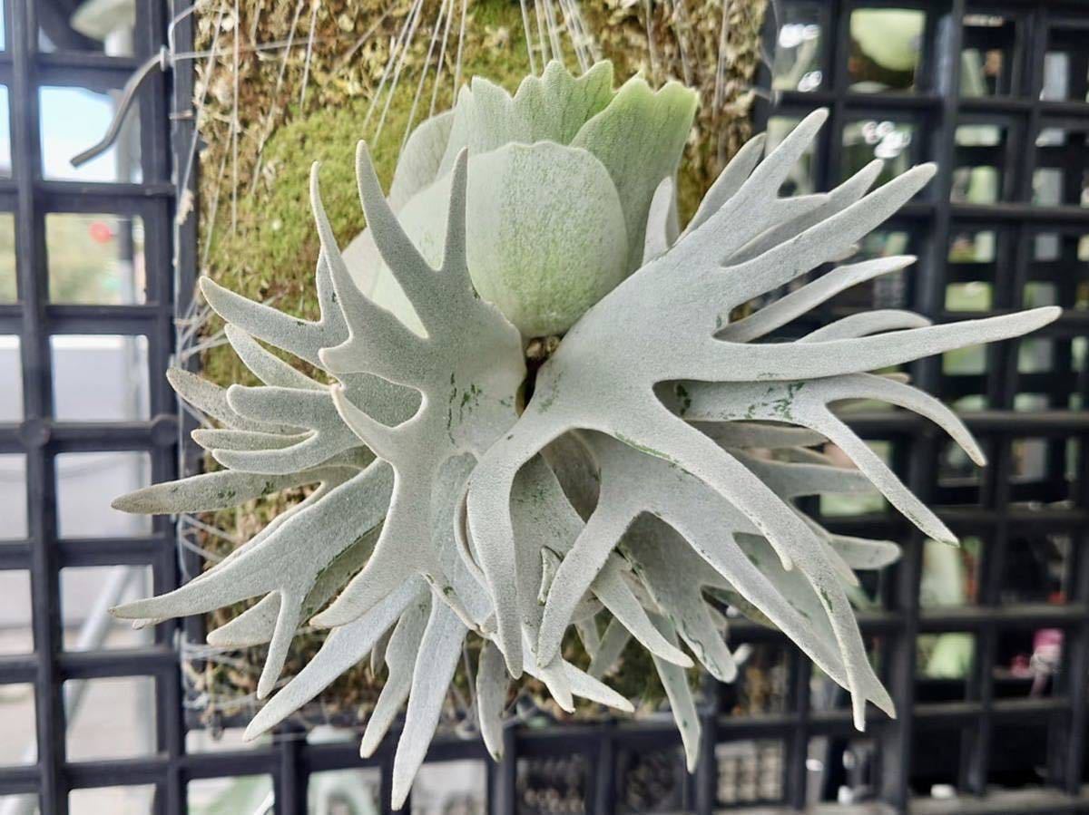 B5 ビカクシダ バクテリア 胞子培養苗 P.willinckii 'Bacteria