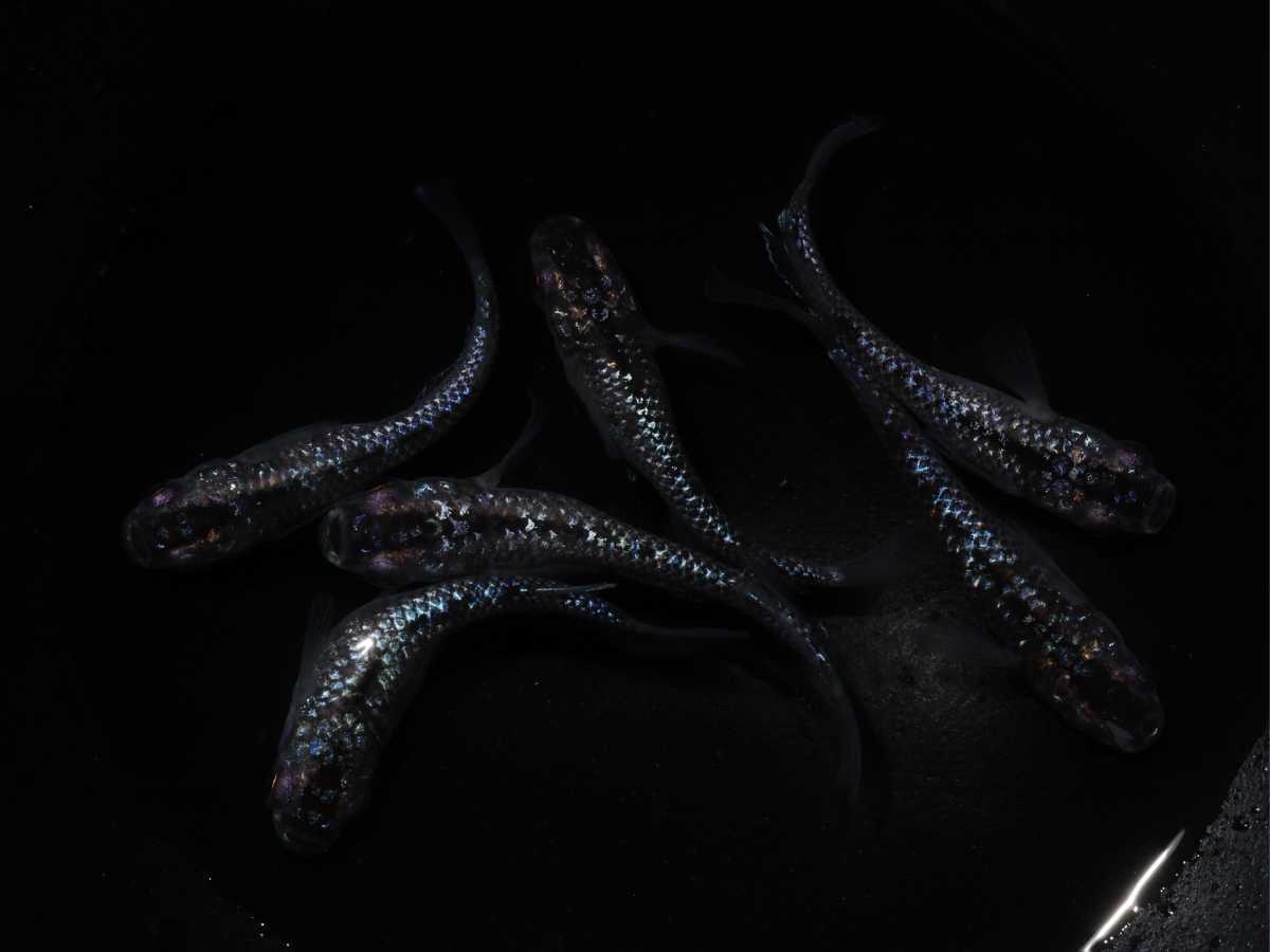 ◎MUGENめだか◎　『クラウドグレーダイヤ』３ペア