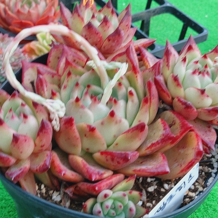 0216-O299 ピンクピース大品 エケベリア 多肉植物 韓国苗 【公式通販】
