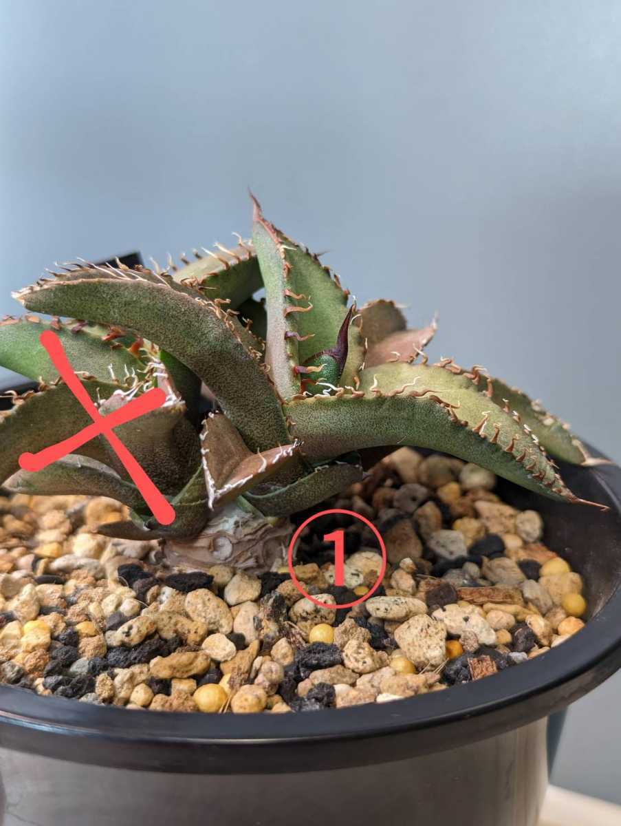 アガベ チタノタパンダ鉢込み高さ40cm横30cm 大きめアガベ インテリア