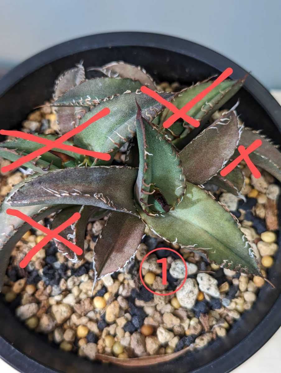 アガベ チタノタパンダ鉢込み高さ40cm横30cm 大きめアガベ インテリア