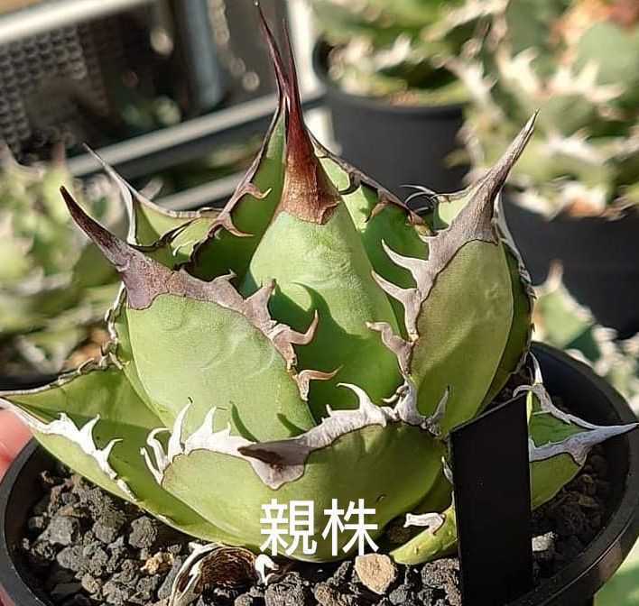 アガベ チタノタパンダ鉢込み高さ40cm横30cm 大きめアガベ インテリア
