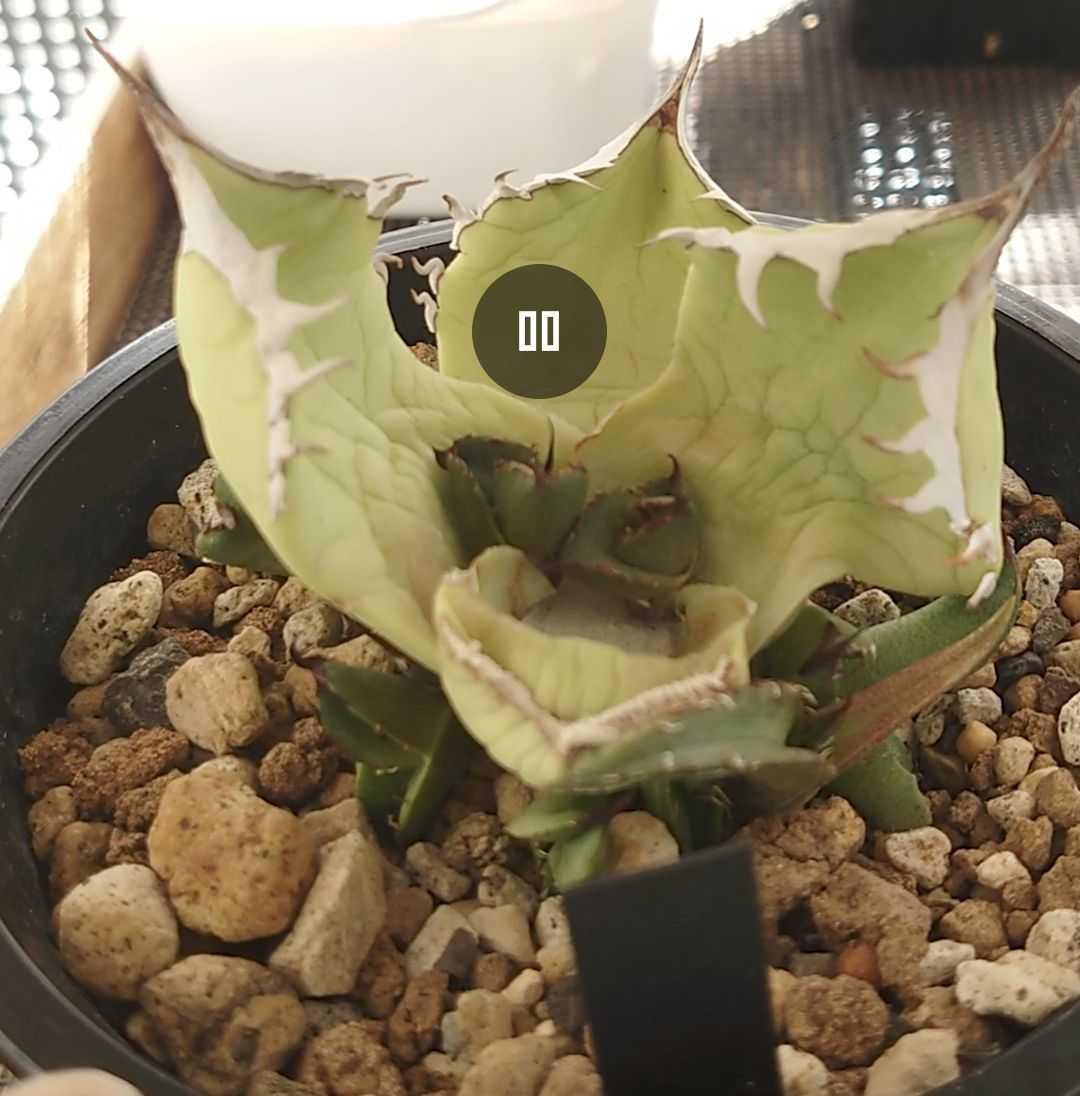 アガベ チタノタパンダ鉢込み高さ40cm横30cm 大きめアガベ インテリア