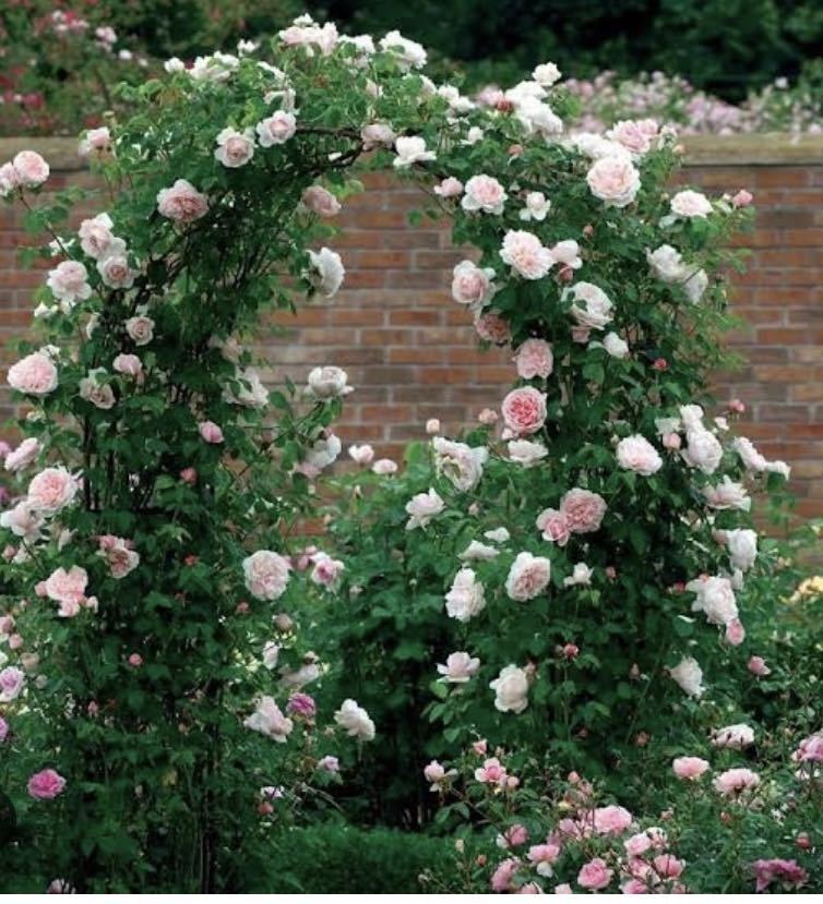 セントスウィザン　大苗　イングリッシュローズ　廃盤品種