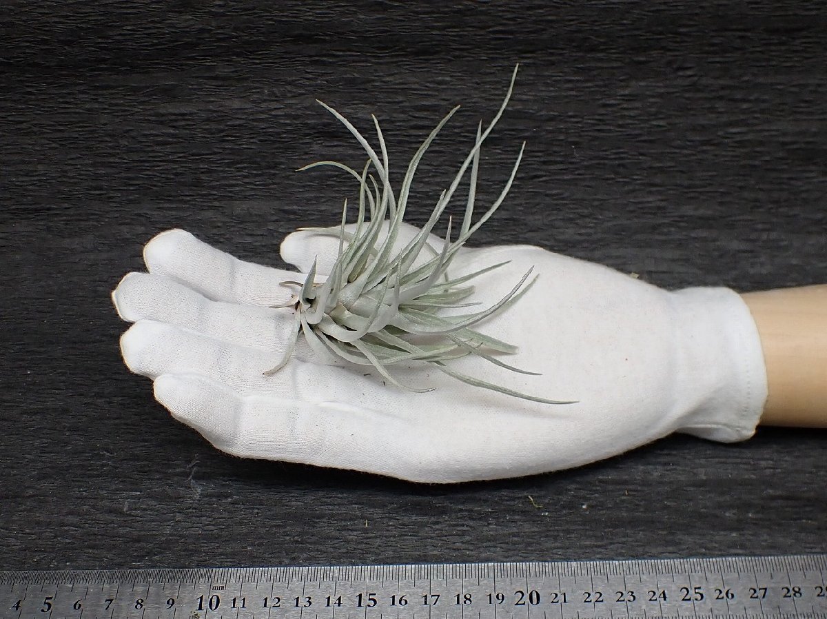 Tillandsia propagulifera チランジア・プロパグリフェラ■エアプランツBR★第四種送料別途★税別1円～!!