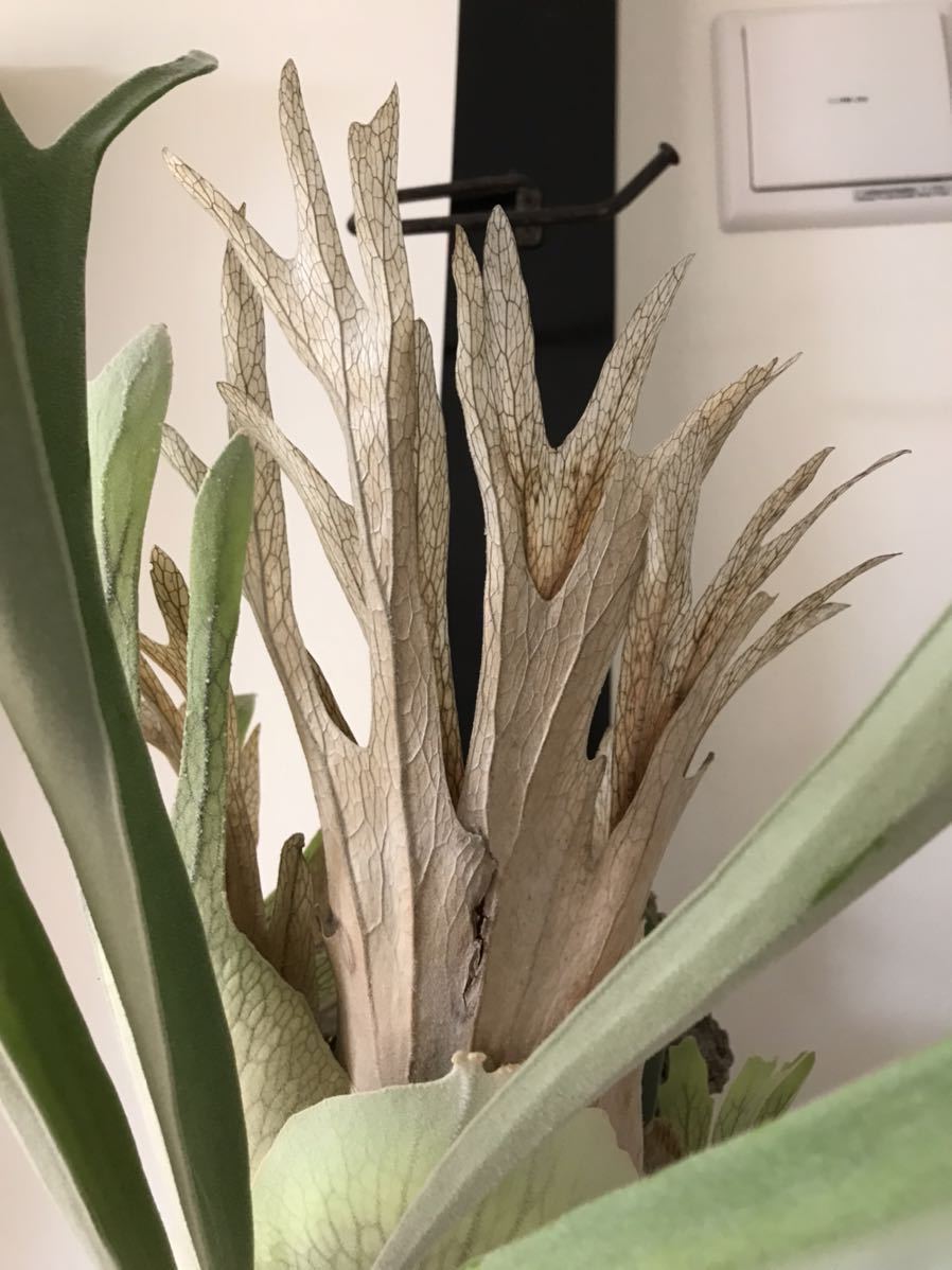 Platycerium veitchii 'Lemoinei' ビカクシダ 【公式通販】