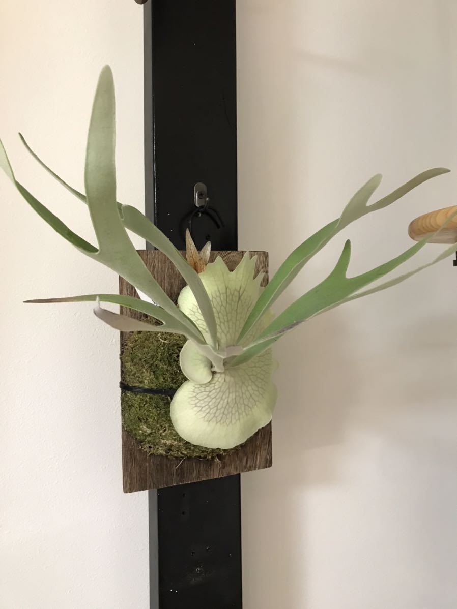 Platycerium veitchii 'Lemoinei' ビカクシダ 【公式通販】
