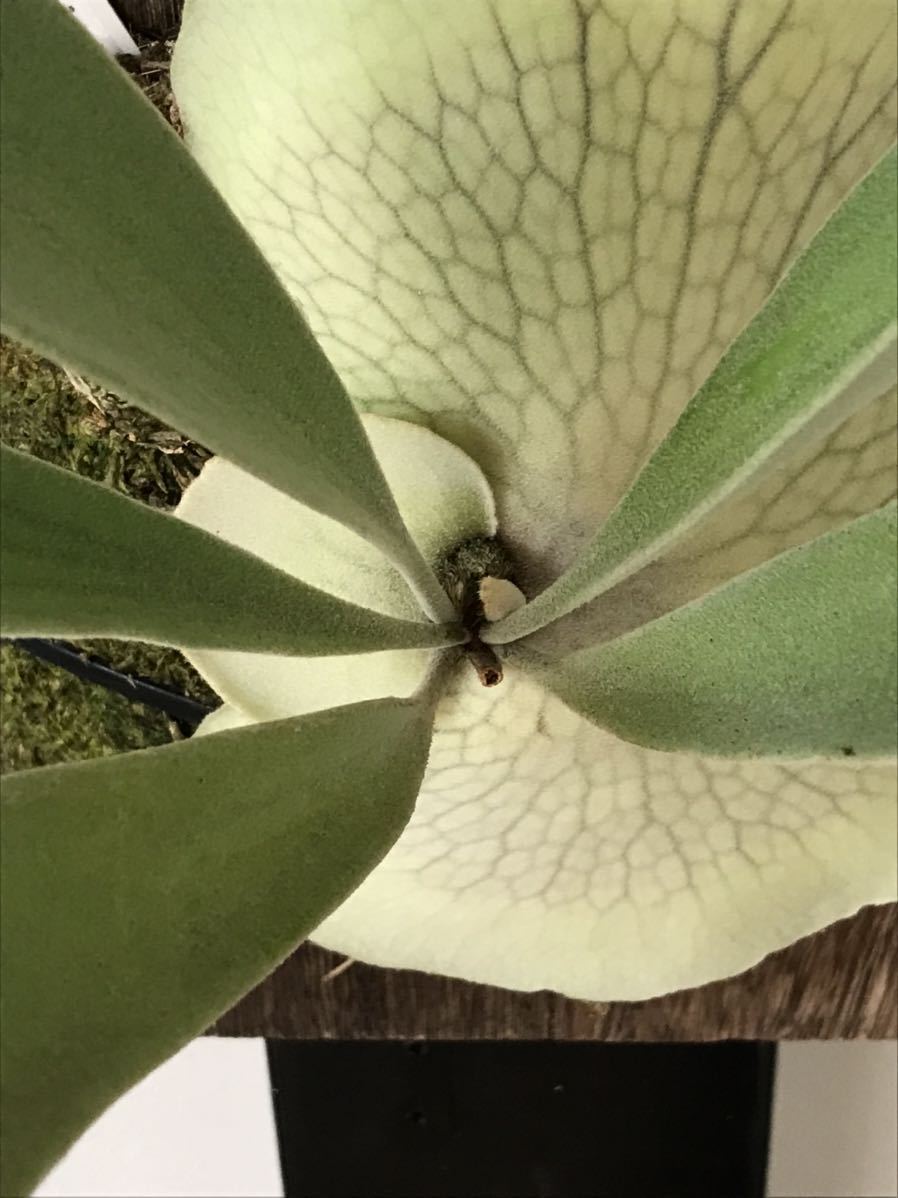 Platycerium veitchii 'Lemoinei' ビカクシダ - Platycerium Veitchii