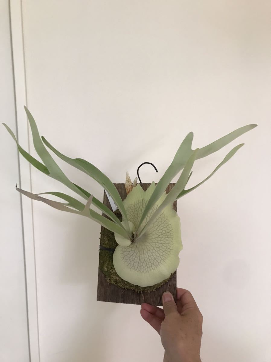 Platycerium veitchii 'Lemoinei' ビカクシダ 【公式通販】
