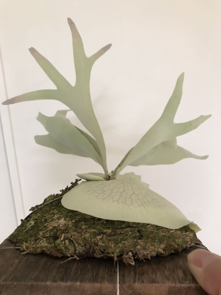 Platycerium veitchii 'Lemoinei' ビカクシダ 【公式通販】