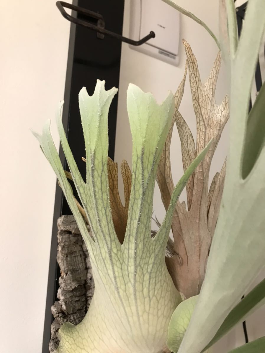 Platycerium veitchii 'Lemoinei' ビカクシダ 【公式通販】