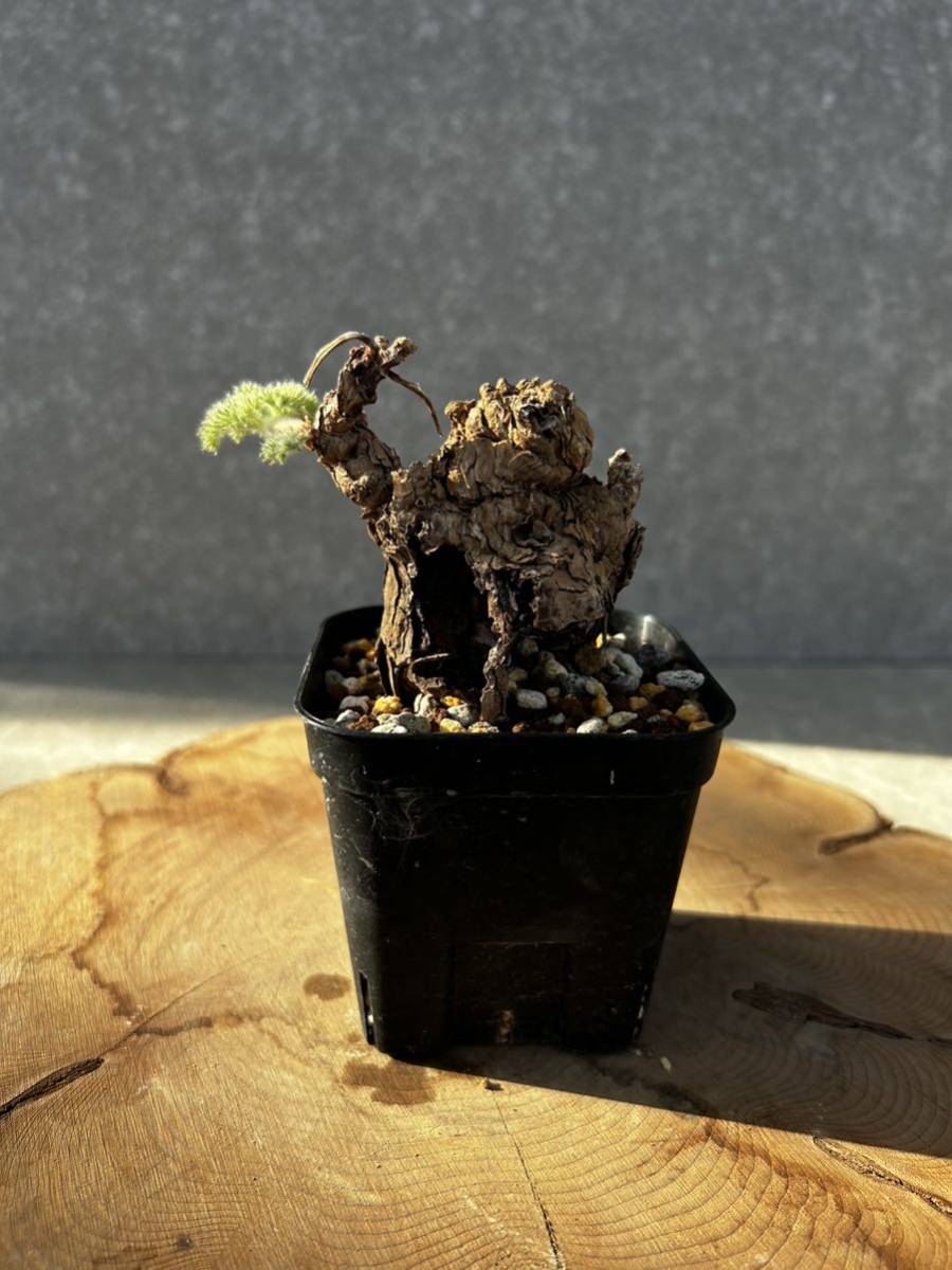 トリステ ペラルゴニウム 現地株 特選株 塊根植物 Pelargonium 公式