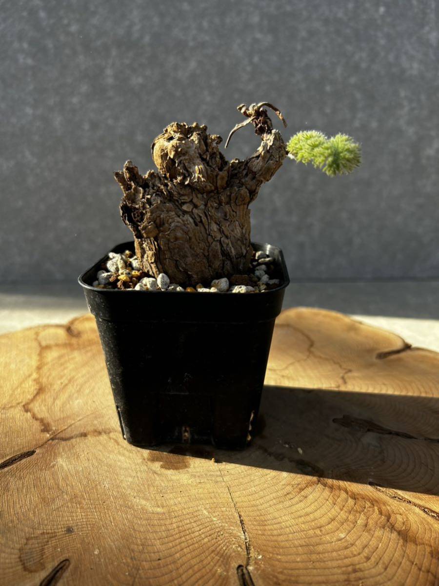 トリステ ペラルゴニウム 現地株 特選株 塊根植物 Pelargonium 公式