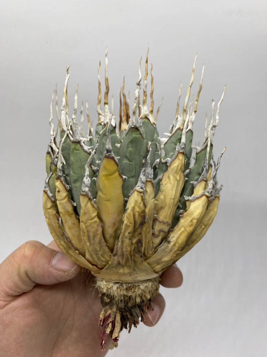 S214-75 レア 陽炎蕾形厚肉粗曲棘アガベ ユタエンシス /Agave utahensis 