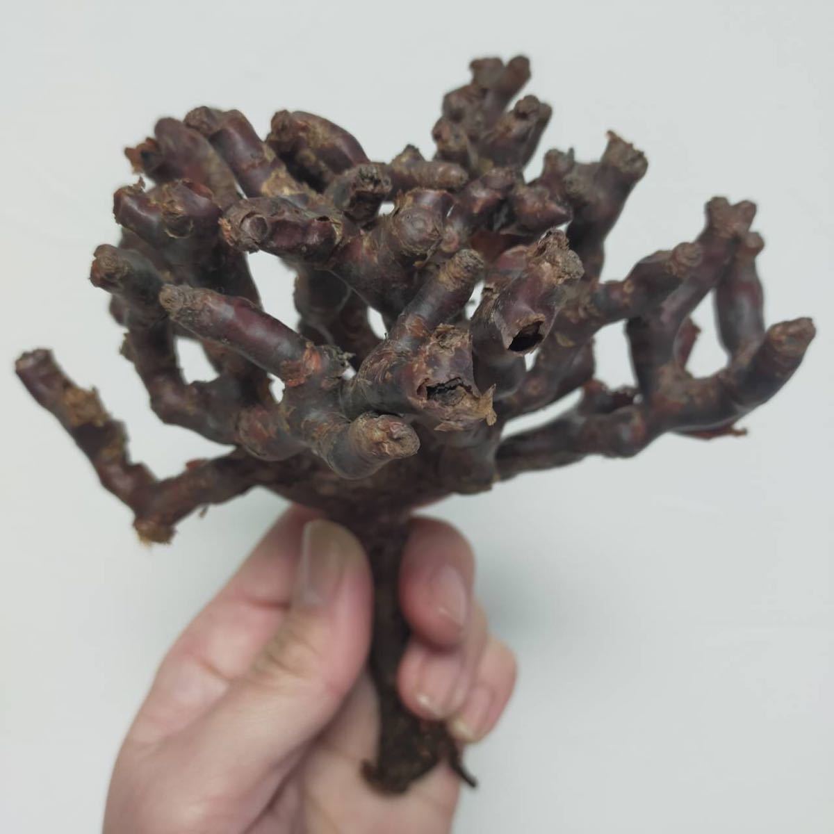 ミラビレ – ⁄ 植物⁄冬型植物⁄ミラビレ Hachi-8 ペラルゴニム 冬型塊根 