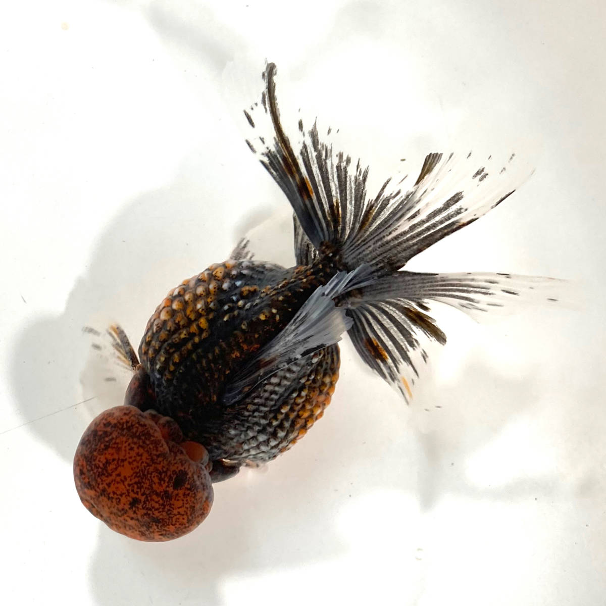 □極上□五色高頭パールＬ＂若魚No2