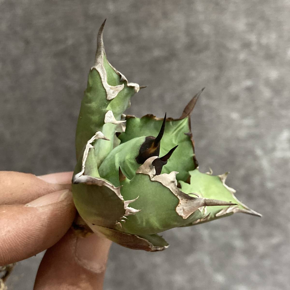 アガベ チタノタ 姫厳竜 Agave titanota 姫巌竜 | 多肉植物 – plants 