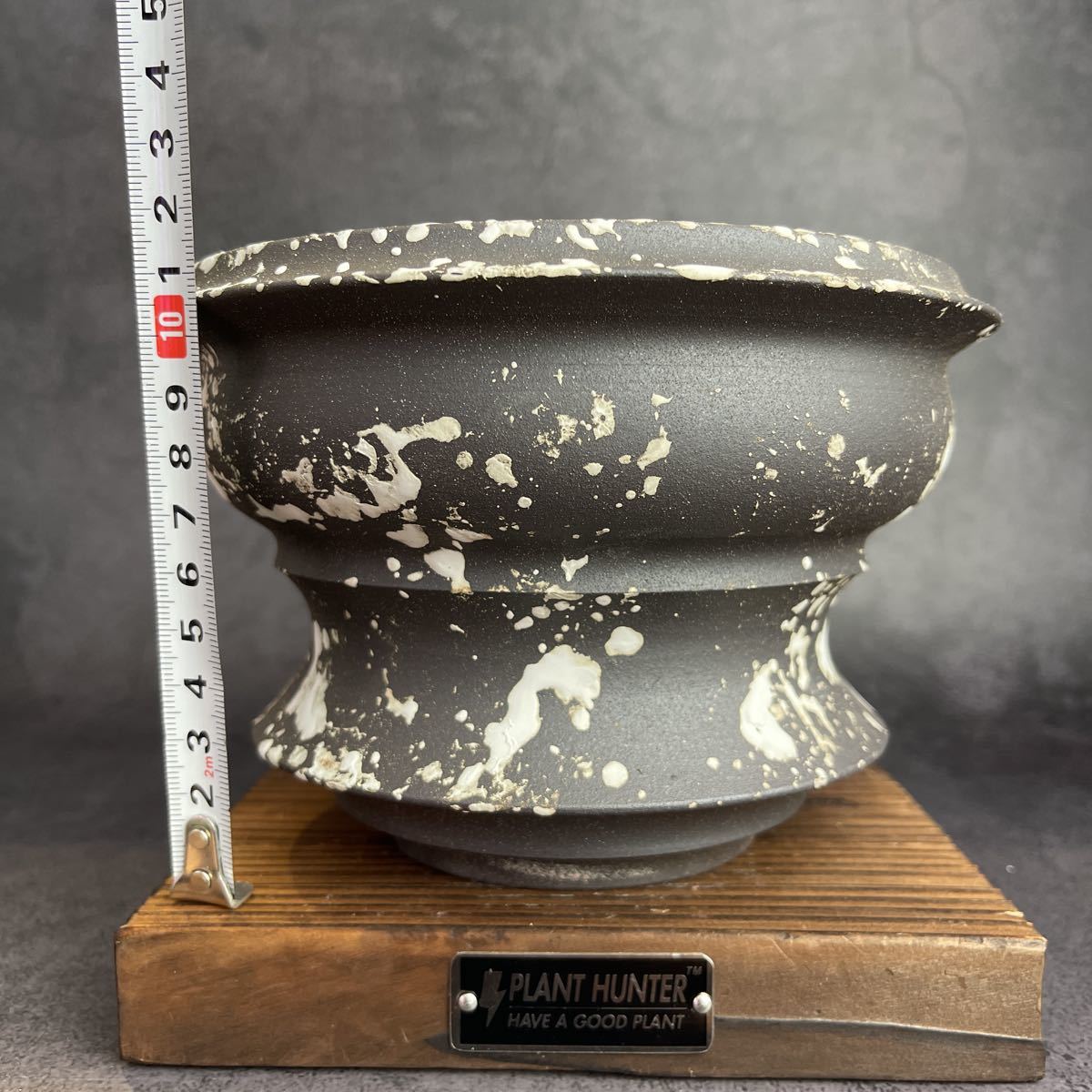 グラキリスSRLネイバーフッド鉢セット グラキリスSRLネイバーフッド鉢