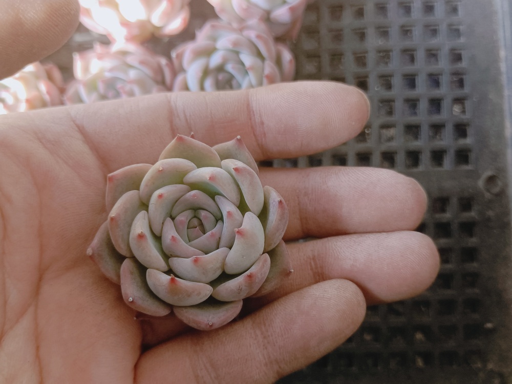 0229-fw132かキャロライン25個 多肉植物 エケベリア 