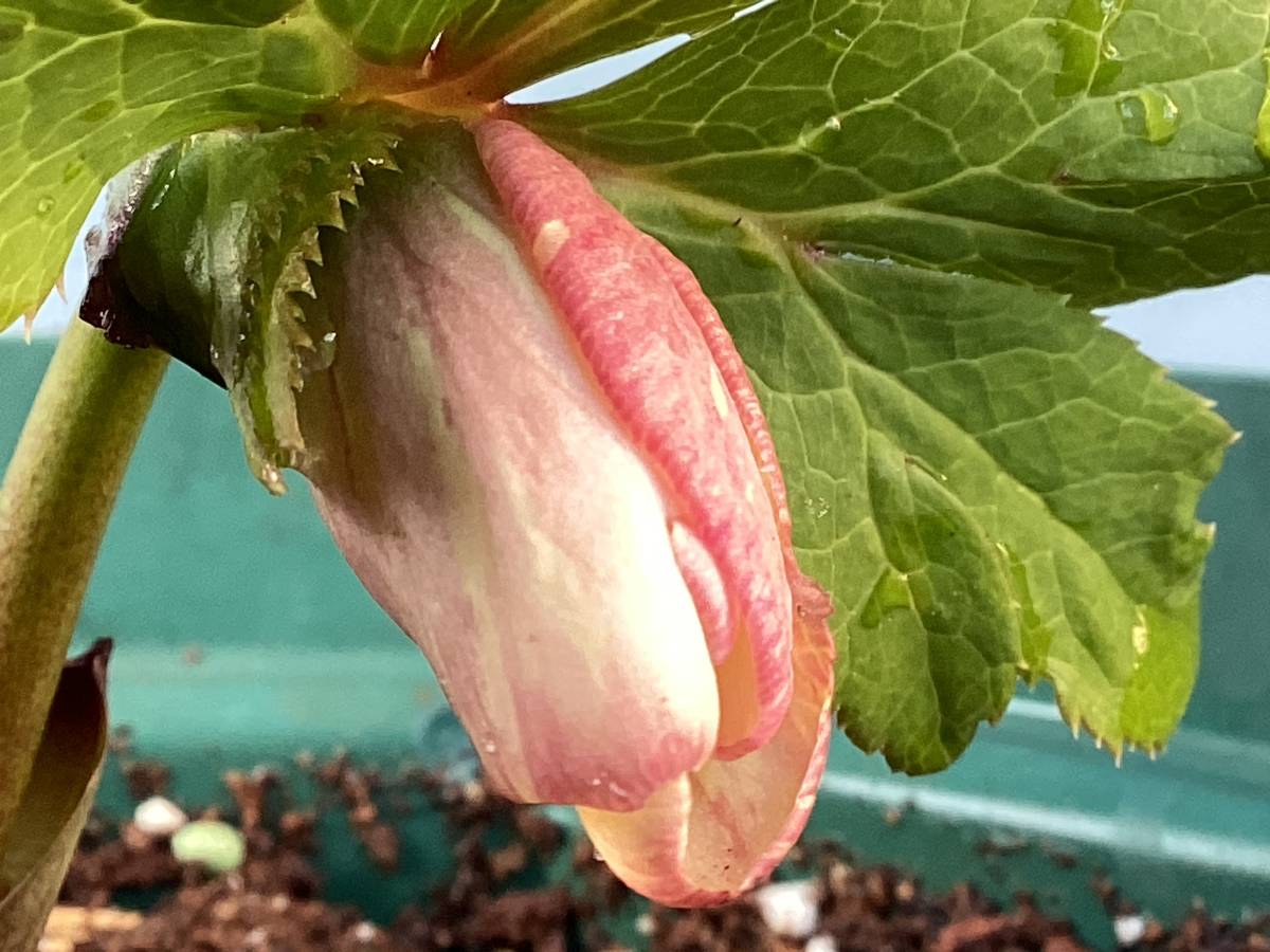 ★☆ チベタヌス交配 ピンクベイン クリスマスローズ ☆★