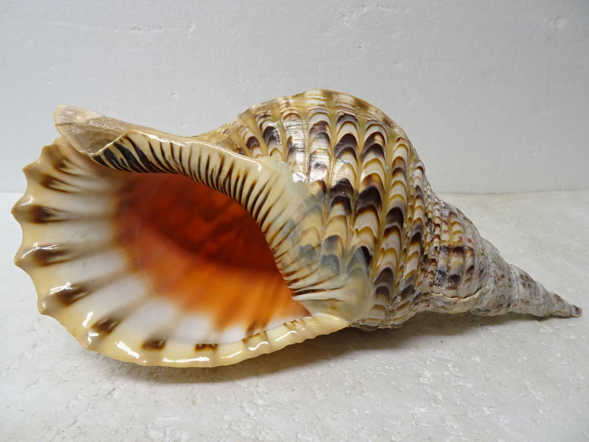 法螺貝 ホラガイ 約35cm 1.09kg マンモス・マッコウ・水牛いろいろ加工