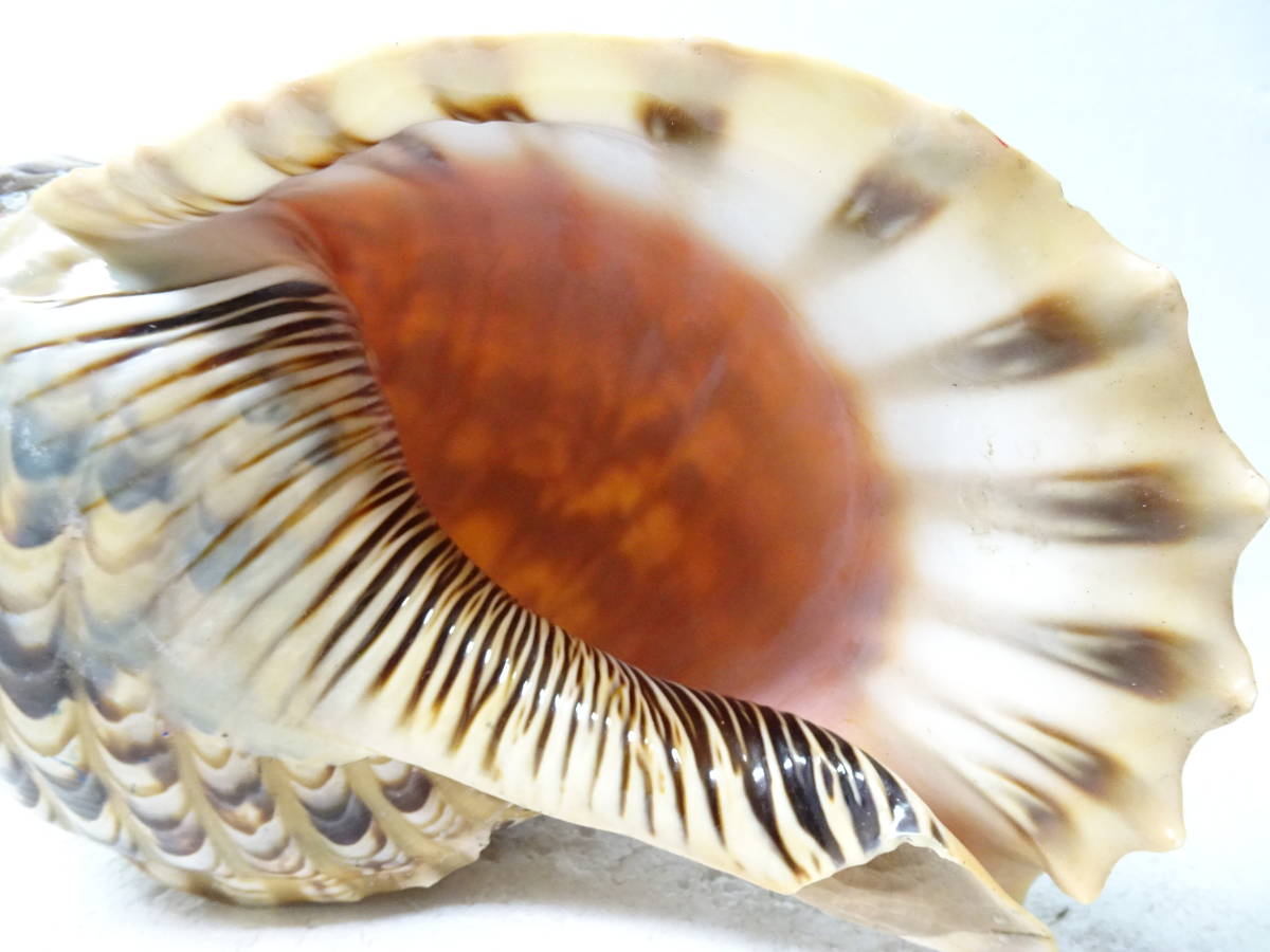 法螺貝 ホラガイ 約35cm 1.09kg マンモス・マッコウ・水牛いろいろ加工