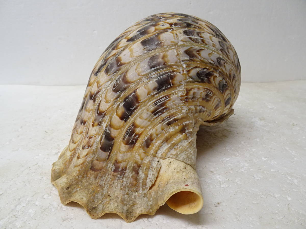 法螺貝 ホラガイ 約35cm 1.09kg マンモス・マッコウ・水牛いろいろ加工